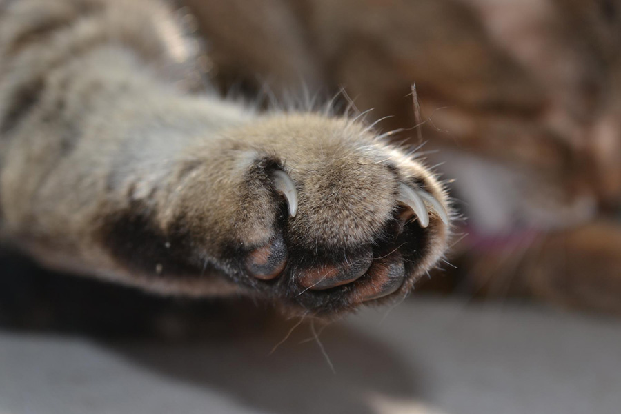 Как подстричь когти кошке