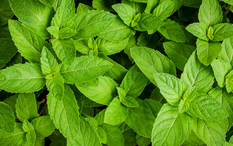 Как хранить мяту