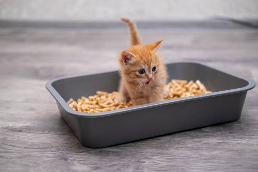 Как приучить котенка к лотку