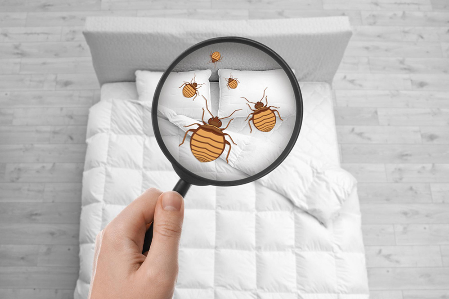 как избавиться от клопов